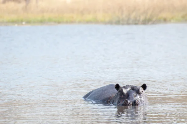 Hippopotamus in Water — Stock Photo, Image