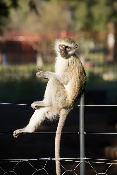 Affe sitzt auf Zaun — Stockfoto