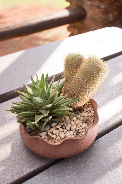 Succulent Plants in Pot — Stock Photo, Image