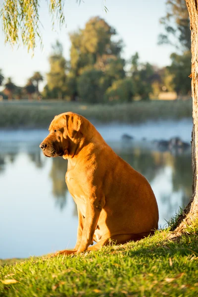 Boebul por río — Foto de Stock