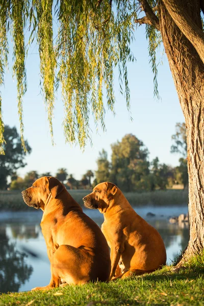 Boerboel hunde nach fluss — Stockfoto