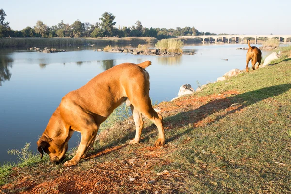 Dwa psy boerboel wzdłuż rzeki. — Zdjęcie stockowe