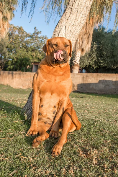 Velha fêmea Boerboel cão lambendo lábios — Fotografia de Stock
