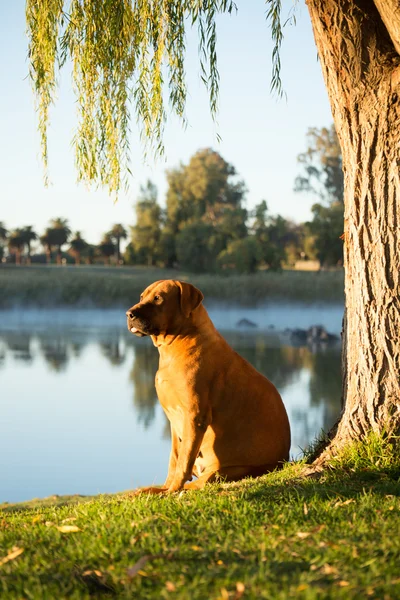 Boerboel hond op de rivier bank. — Stockfoto