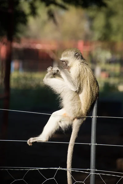 Vervet singe jouer sur la clôture — Photo