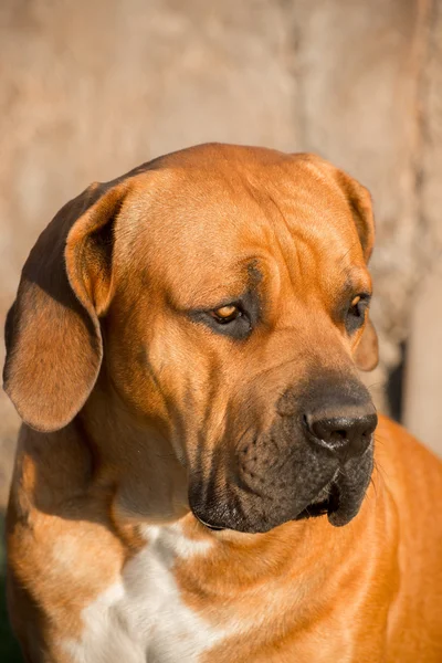 Fiatal férfi boerboel kutya arca — Stock Fotó