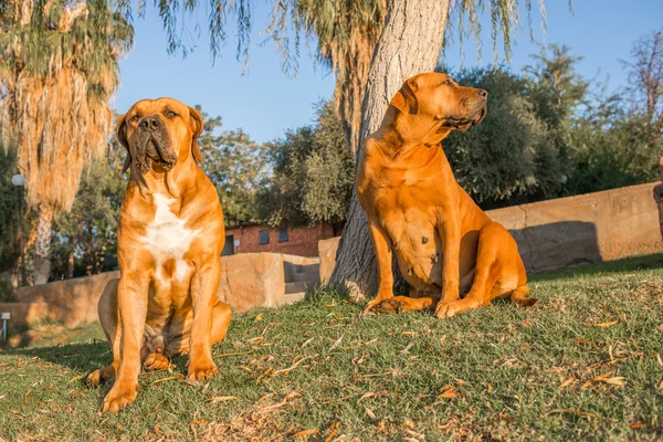 Boerboel dogs on lawn — Stock Photo, Image
