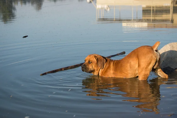 Boerboel perro buscando palo en el río . —  Fotos de Stock