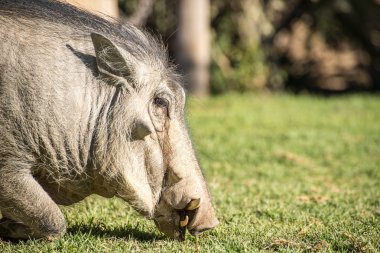 Evcil worthog portresi.