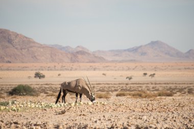 Çöl peyzaj karpuz yeme Afrika antilobu çöl