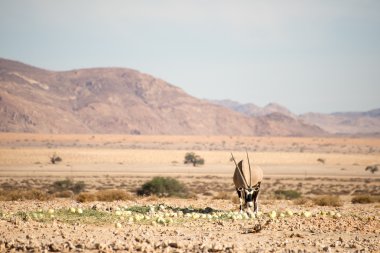 namib Çölü'nde Afrika antilobu