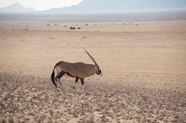 Çöl peyzaj yalnız Afrika antilobu.