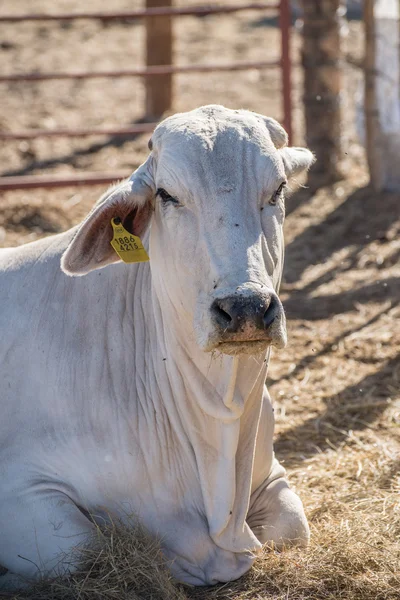 Brahmanische Kuh im Liegen — Stockfoto