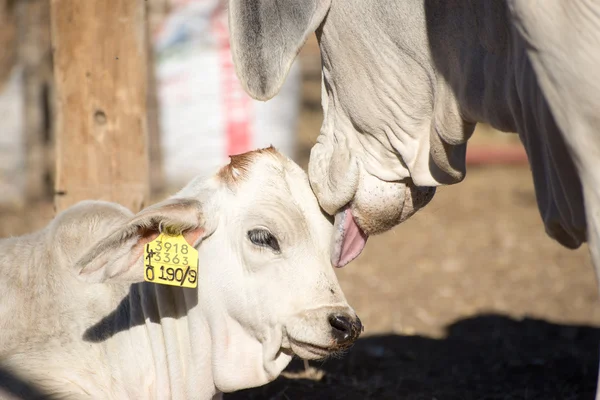 Brahman kráva lízání tele. — Stock fotografie