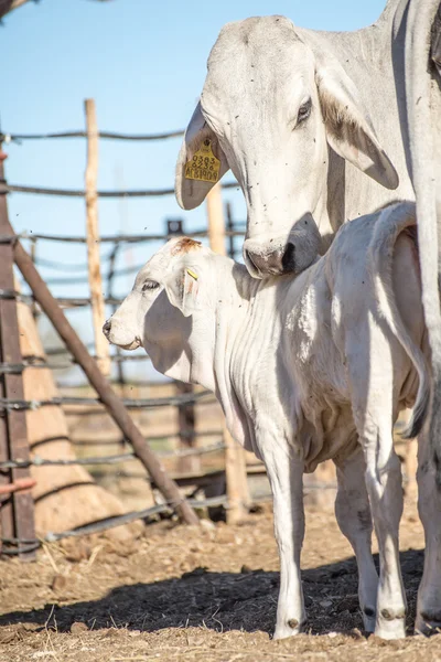 Brahman kráva s teletem — Stock fotografie