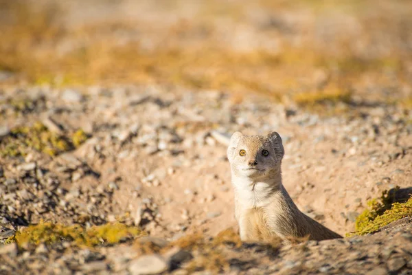 Yellow Mongoose in howl. — Stock Photo, Image