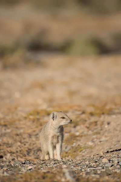 Mongoose av håla. — Stockfoto