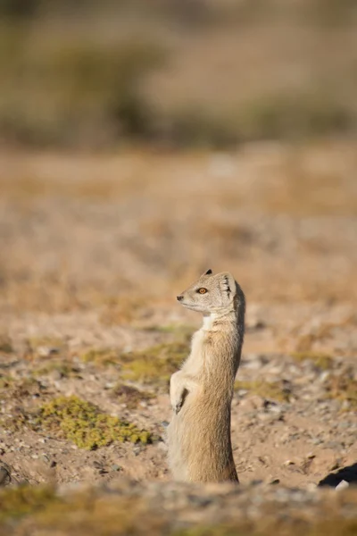 Mongoose keeping guard — Stock Photo, Image