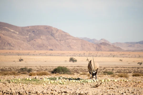 Oryx στην έρημο namib — Φωτογραφία Αρχείου