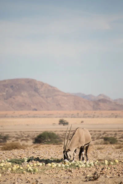 Oryx στην έρημο Namib τρώει έρημο πεπόνια. — Φωτογραφία Αρχείου