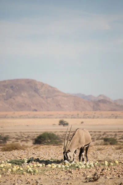 Orice nel Namib Mangiare meloni del deserto . — Foto Stock