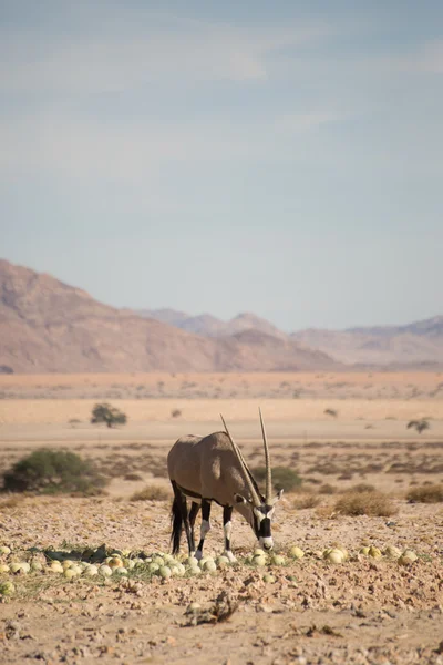 Oryx alimentando-se de melões do deserto — Fotografia de Stock