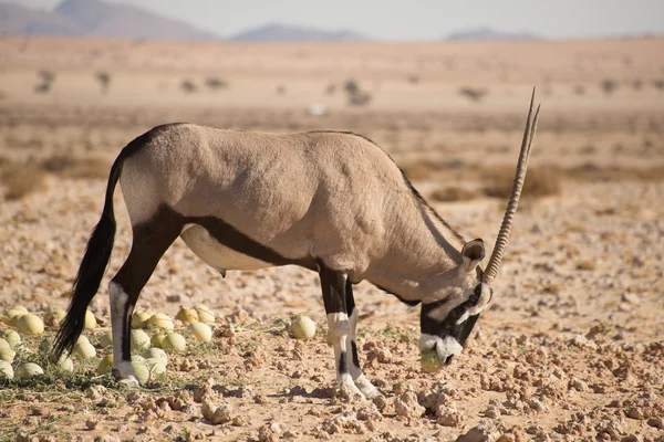 Oryx com melão do deserto na boca . — Fotografia de Stock