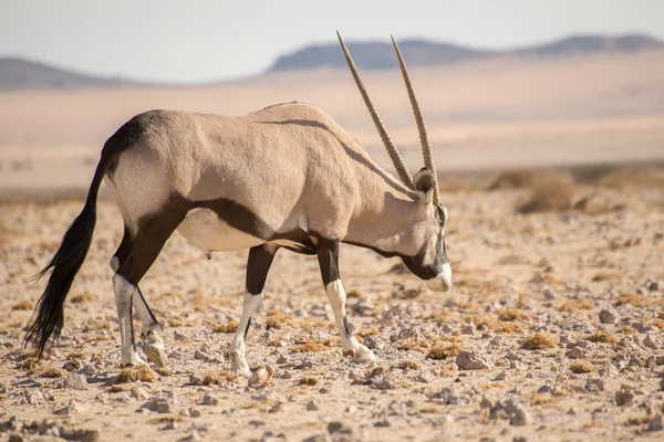 Oryx caminhando pelo deserto de Namib . — Fotografia de Stock