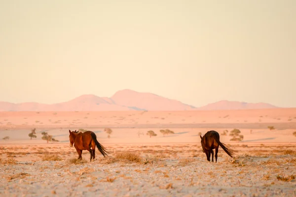 Hästar som går bort i öknen. — Stockfoto