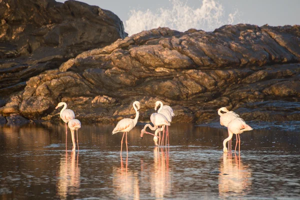 Фламинго у океана — стоковое фото