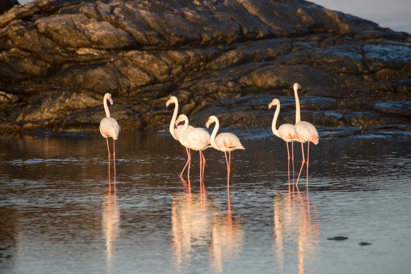 Flamants roses dans une piscine à marée — Photo