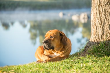 Nehir kenarında yalan Boerboel köpek.