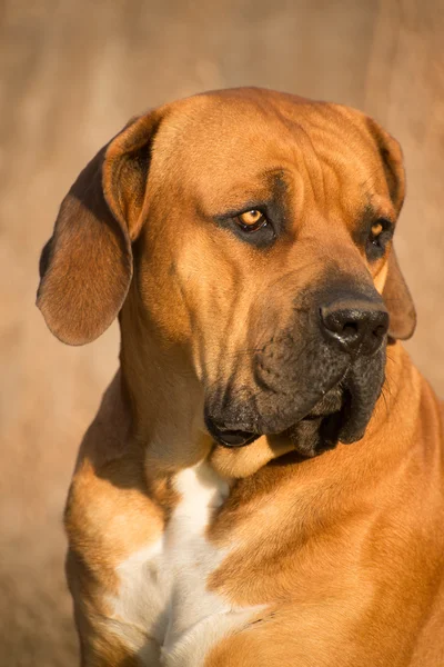 Portret psa Boerboel — Zdjęcie stockowe