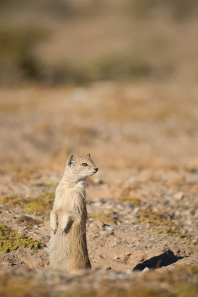 Weary Yellow Mongoose — Stock Photo, Image