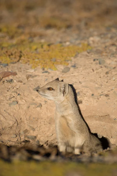 Müder Mungo ragt aus dem Hals — Stockfoto