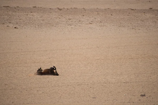 Cheval sauvage roulant dans le sable . — Photo