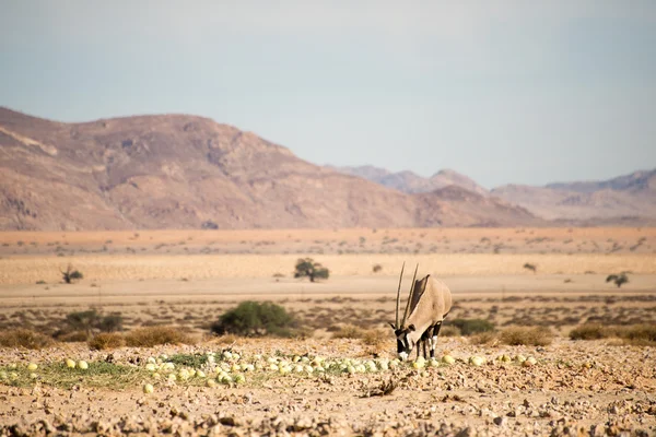Oryx jedzenia melonów pustyni. — Zdjęcie stockowe