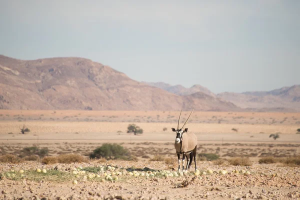 Oryx w krajobraz pustynia — Zdjęcie stockowe