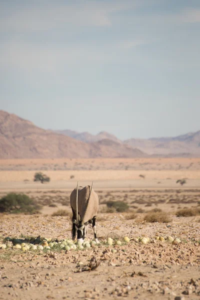 Oryx σίτιση στην έρημο πεπόνια — Φωτογραφία Αρχείου