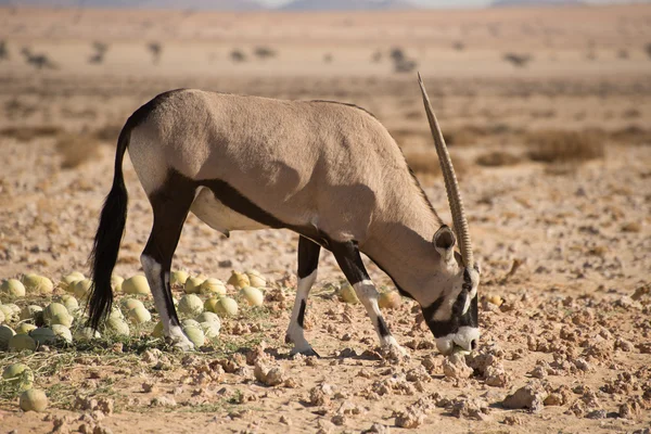 Oryx no deserto mordendo o Melão do Deserto . — Fotografia de Stock