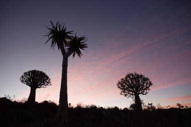 Gün batımı ile titreme ağaçlar