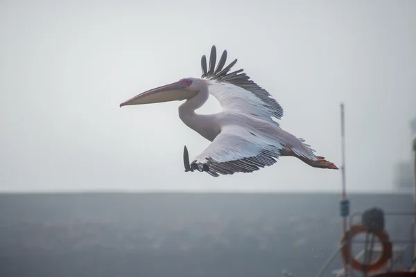 Pelican in Flight — Stock Photo, Image