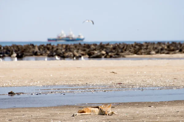 Black Back Jackal on beach near seal colony. — Stock Photo, Image