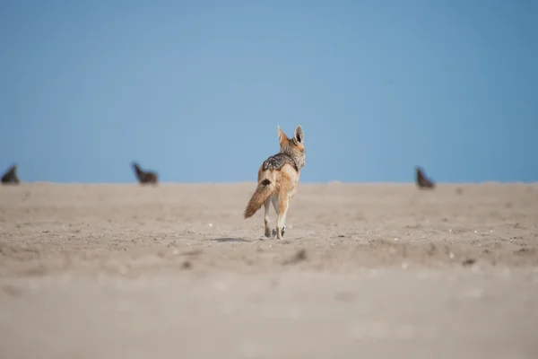 Chacal caminhando em direção às focas — Fotografia de Stock