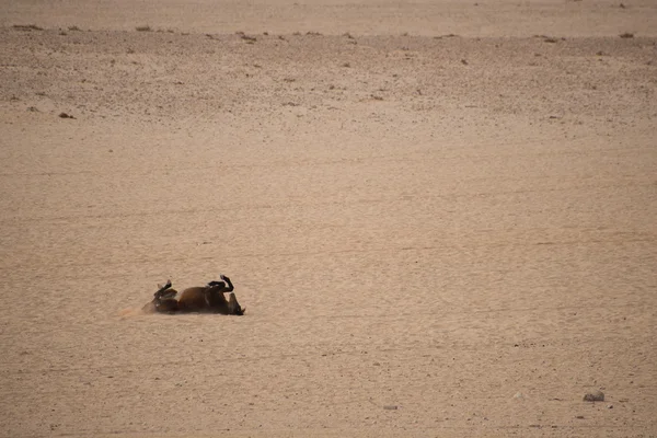 Wild Horse Roling en arena . — Foto de Stock