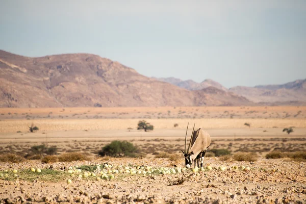 Oryx comendo melões do deserto . — Fotografia de Stock