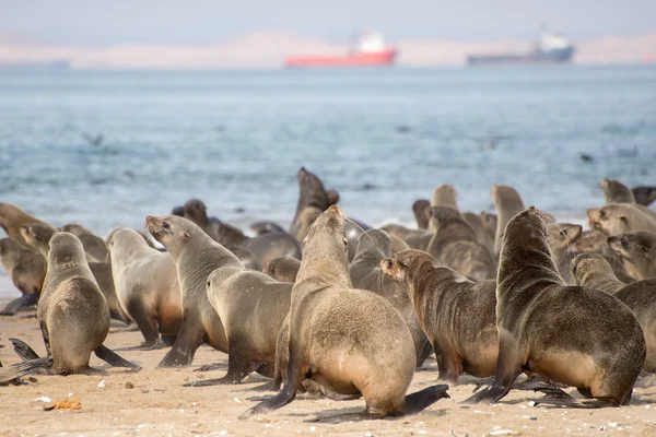 Мыс Мех тюленей, бегущих к воде — стоковое фото