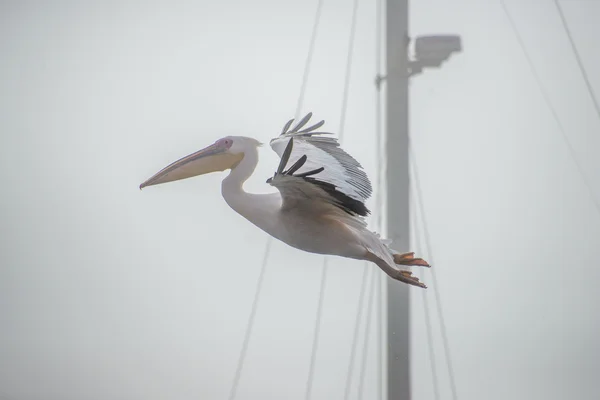 Pelican in Flight by Yacht — Stock Photo, Image