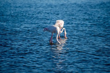 Okyanusta besleme flamingolar