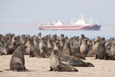 Mühürler Pelican noktası Walvis Bay tarafından